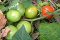 Galapagos Island Tomato